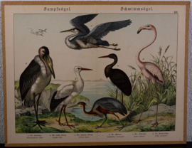 Schreiber Ooievaar en Flamingo