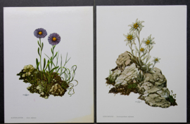 4 Schoolplaatjes    Botanisch  2