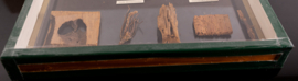 Vintage oude school  vitrine kastje  Vraatstukken van insecten .