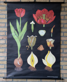 Tulp