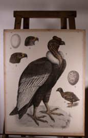 Condor