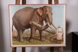 Indische Olifant