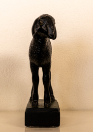 Schaap Lam Karakul .