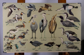 Strandlopers en weidevogels