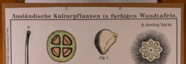 Afrikanische Butterbaum