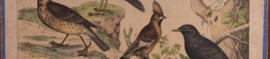 Schreiber Pestvogel, Beflijster