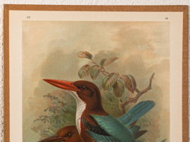 Smyrna IJsvogel