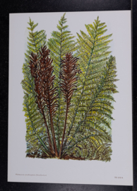 6  Plaatjes Botanisch