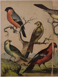 Schreiber Pestvogel, Beflijster, Goudvink en Appelvink