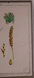 Botanisch  5