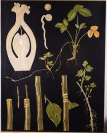 Vegative Voortplanting