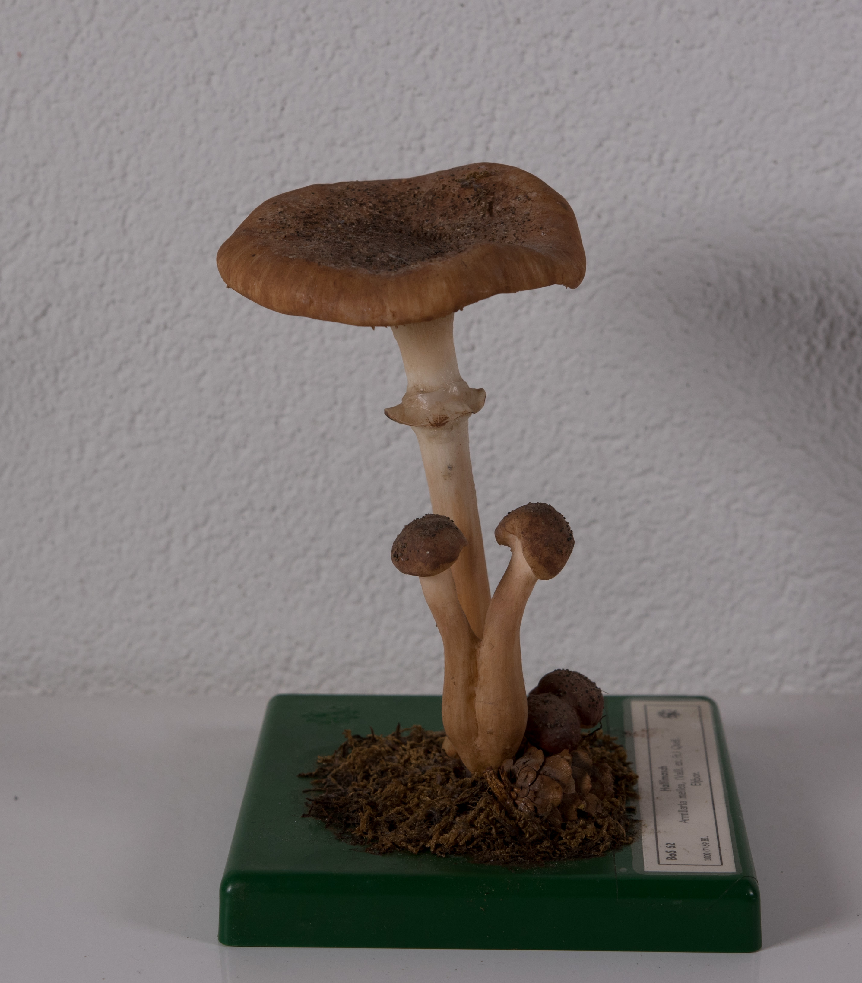 Armillaria Mellea