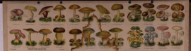Paddenstoelen Vergiftige soorten