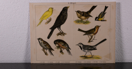 Schreiber Kanarie en Roodborst