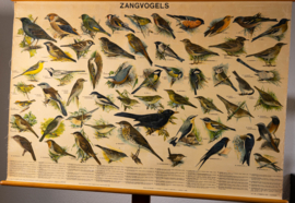 Zangvogels