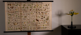 Schadelijke insecten