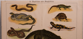 Schreiber Reptielen en Amphibien