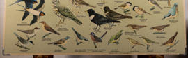 Zangvogels 1