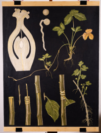 Vegative Voortplanting