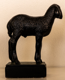 Schaap Lam Karakul .