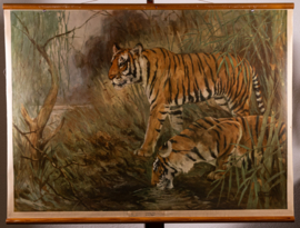 Tijger