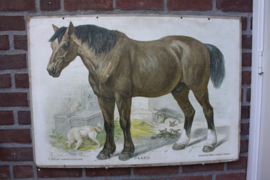 Paard