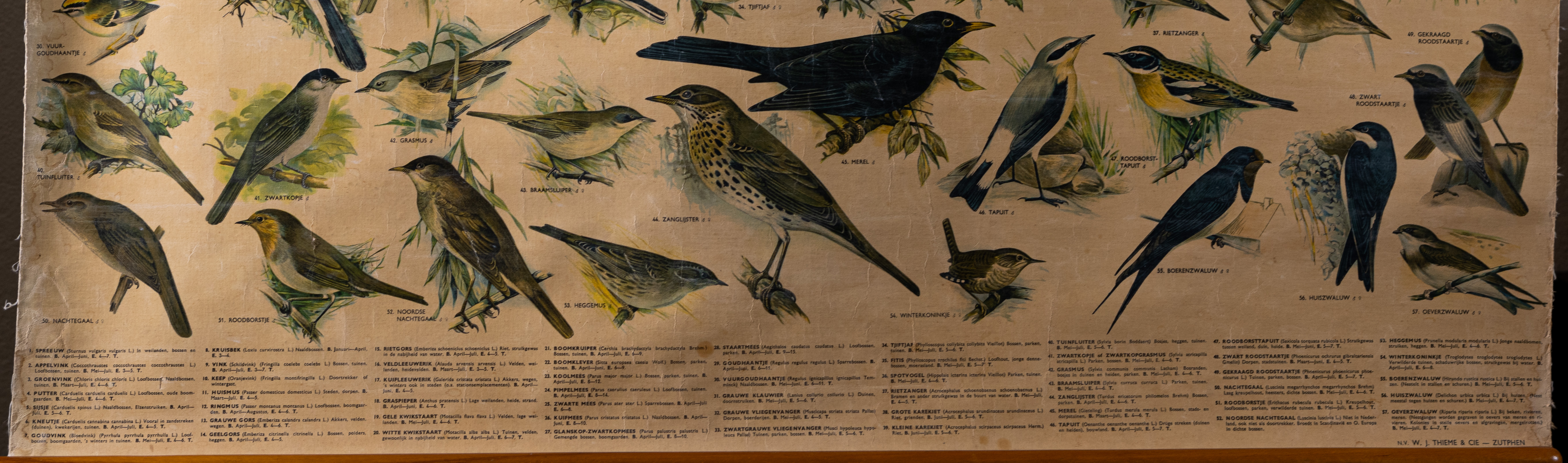 Zangvogels
