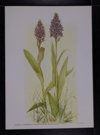 6 plaatjes Botanisch