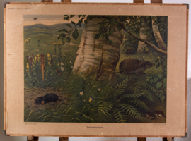 Insecteneters