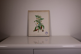 Botanisch  4