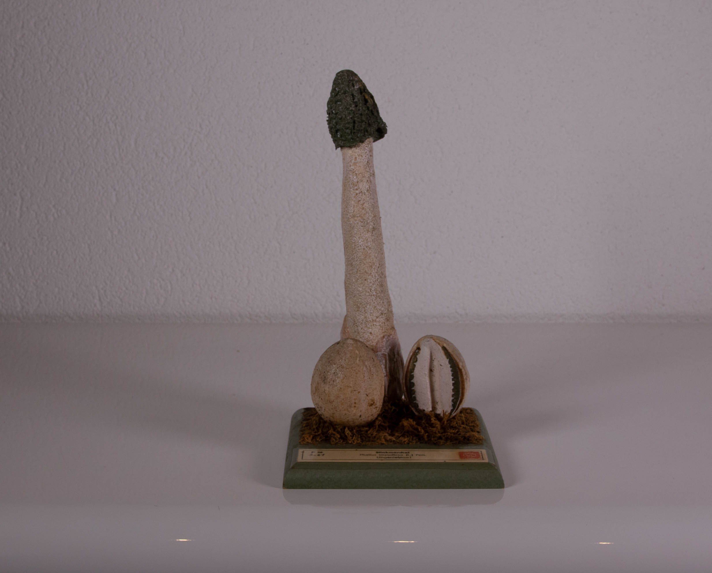 Phallus Impudicus