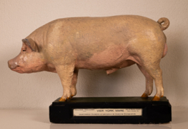 Varken Groot-Yorkshire