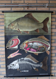 Karper Litho