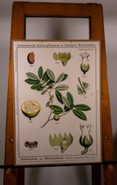 Schwarzholz oder Ebenholzbaum