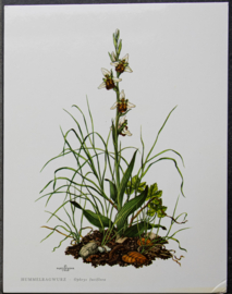 4 Schoolplaatjes    Botanisch  6