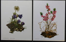 4 Schoolplaatjes    Botanisch  4