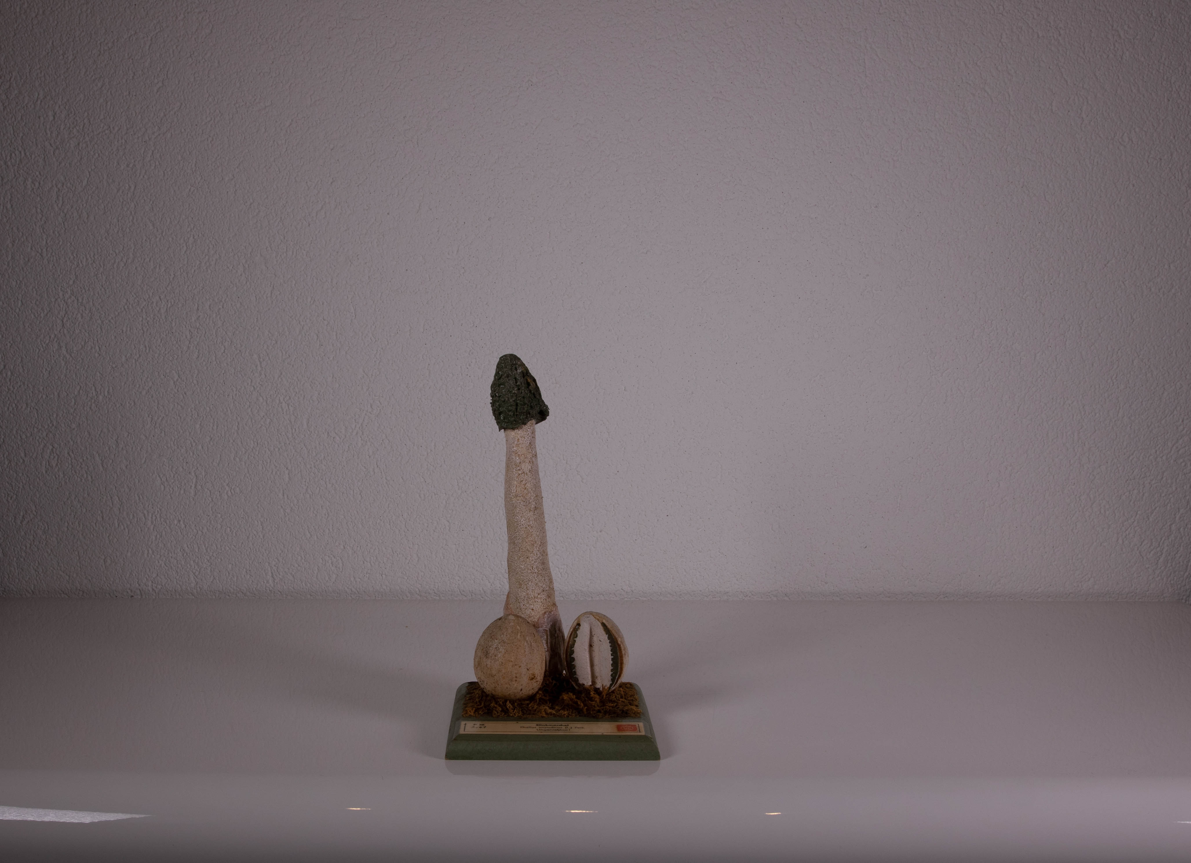 Phallus Impudicus