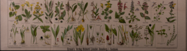 Bos en waterplanten planten
