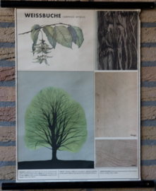 Witte Beuk
