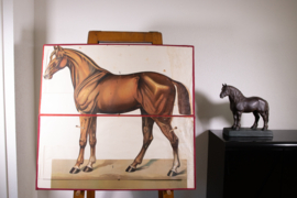 Paard anatomie