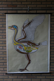 Anatomie vogels