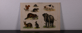 Schreiber Olifant Eekhoorn