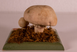 Agaricus (Psalliota) Compester