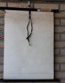 Witte Beuk