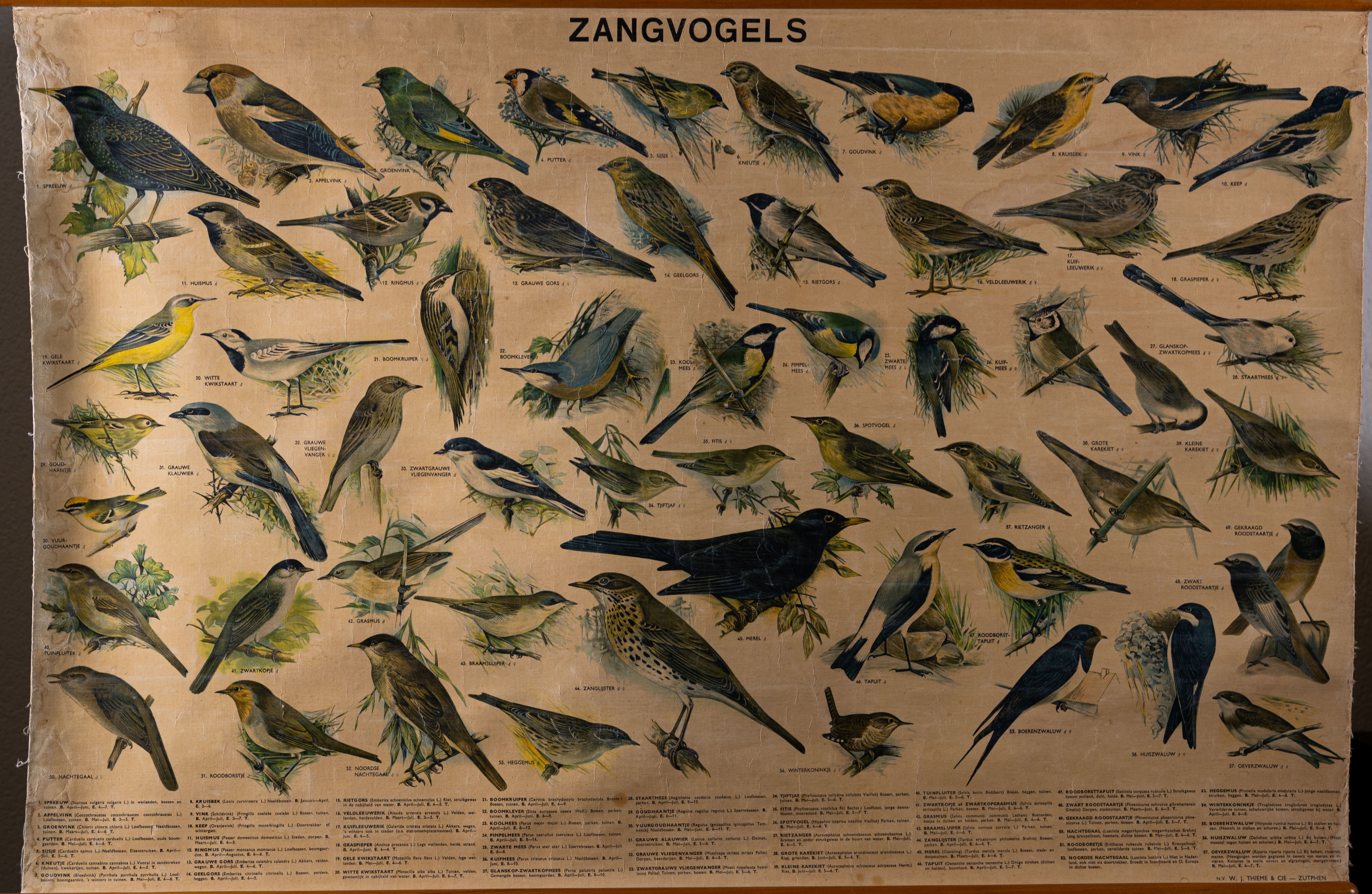 Zangvogels