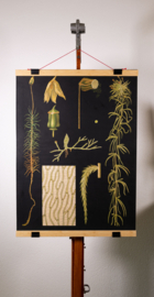 Haarmos Litho