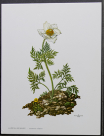 4 Schoolplaatjes    Botanisch  5