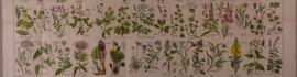 Bos en waterplanten planten