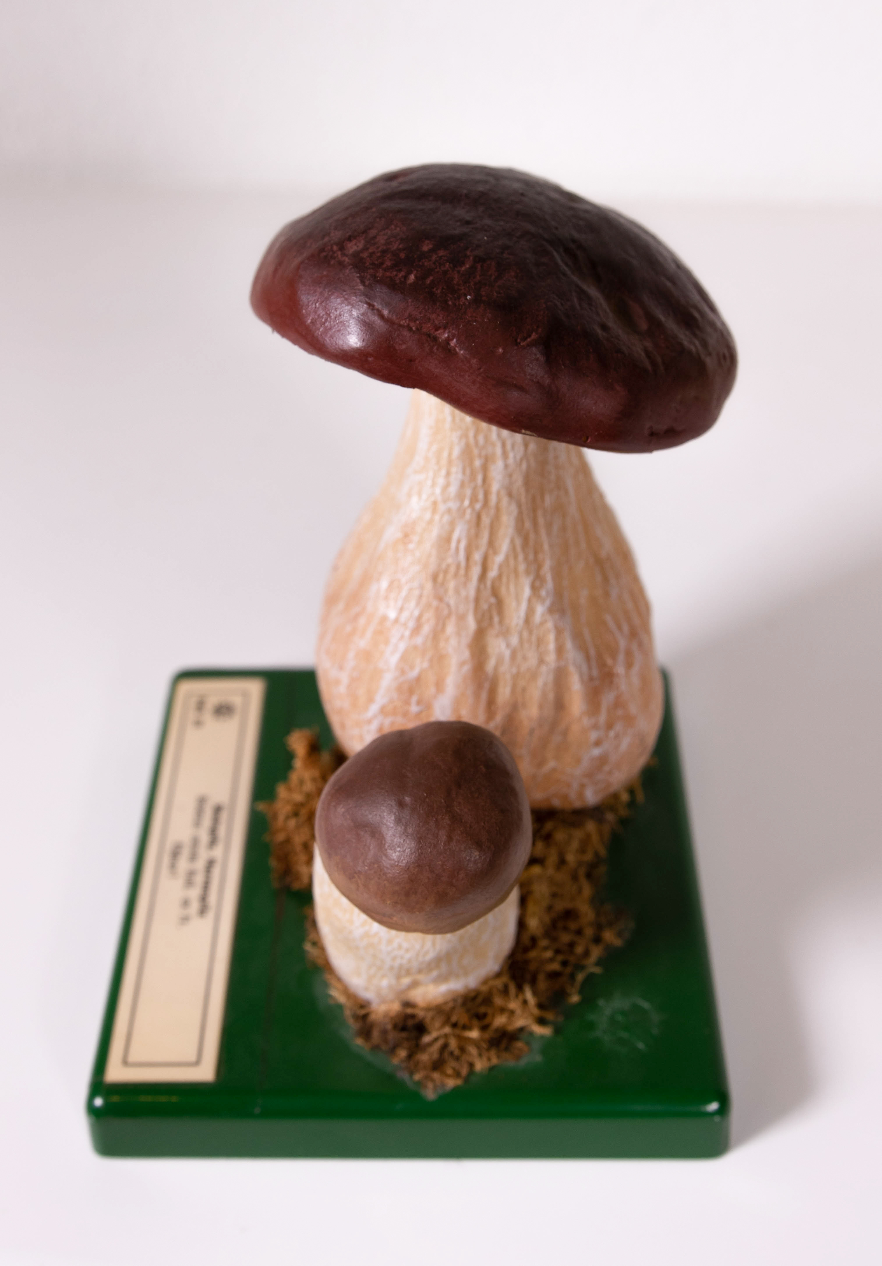 Boletus Edulis Bull