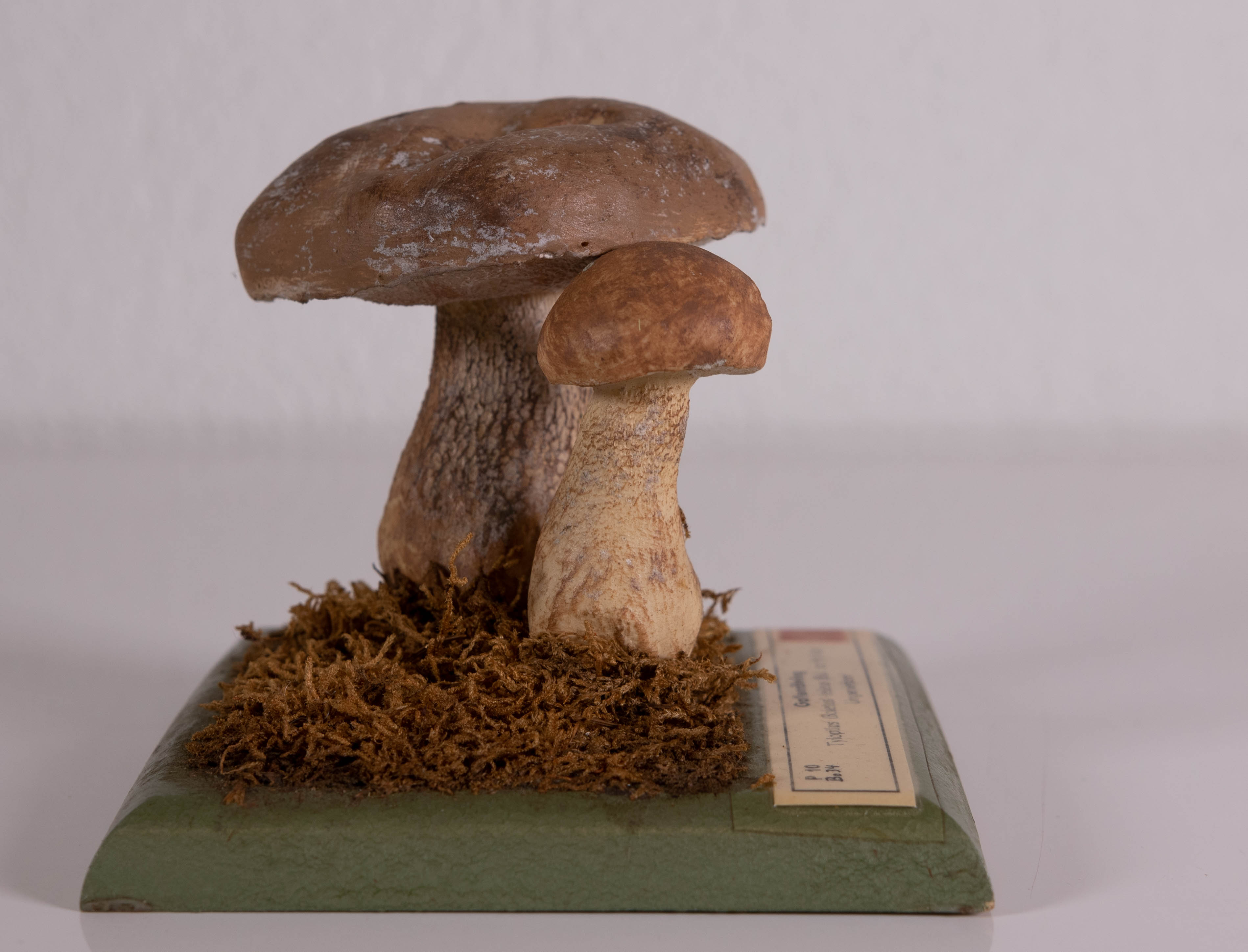 Tylopilus Boletus Felleus
